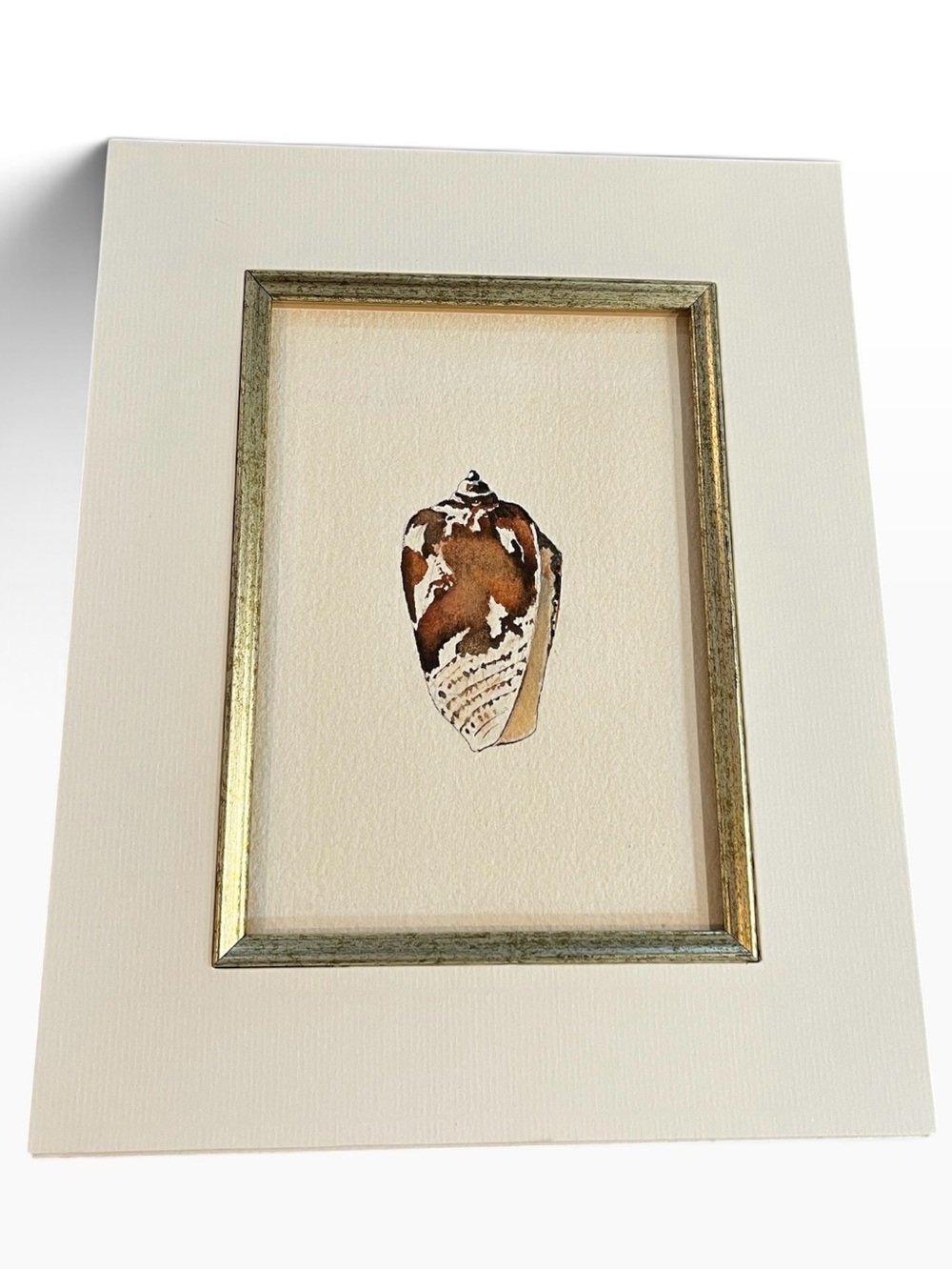 Volute Cone Shell Watercolor Matted  8 X 10
